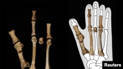 «پای بورتله» که ۳.۴ میلیون سال قدمت دارد