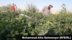آرشیف، کشتزار سویا در جوزجان