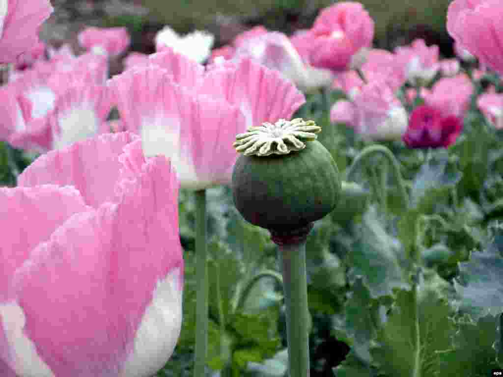 Qəndəhar vilayəti, 2009