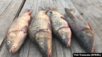 Олар кастингте қыздардың ішіне спазмы