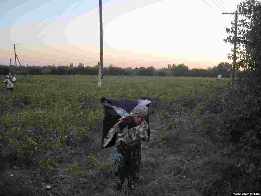 Tajikistan,Sughd region people picking cotton, 18.09.2013