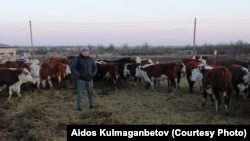 Фермер Айдос Кульмаганбетов, которого обязывают вернуть полученные субсидии 
