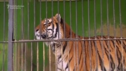 Visitors Warn Of Mistreatment Of Animals At Kyrgyz Zoo