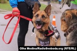 Серед учасників київського марафону були і собаки
