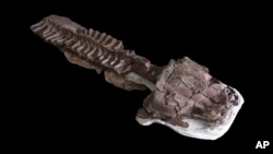 فسیل تقریبا کامل جانور کشف‌شده در نامیبیا