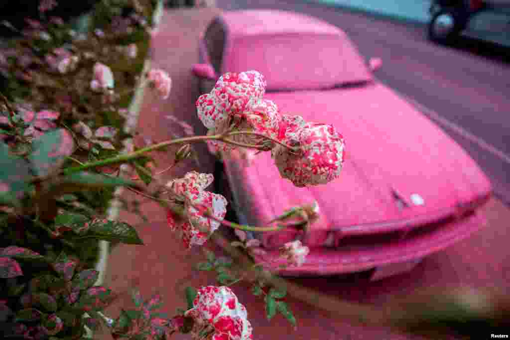 Një makinë dhe disa lule të mbuluara nga një lëndë për shuarje të zjarreve që u përhapen gjerësisht në Lllos Angjellos të Kalifornisë në janar të vitit 2025.