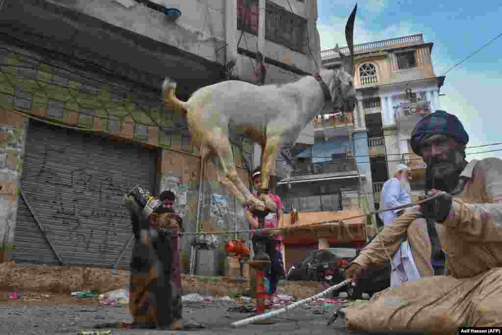 An animal handler sits next to a monkey while a goat balances over a stick for onlookers in Karachi after the Pakistani government eased the nationwide lockdown imposed as a preventive measure against the coronavirus on May 11. (AFP/Asif Hassan)