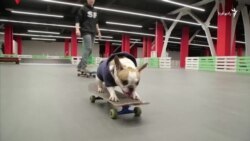 سونیا، سگ عاشق اسکیت‌سواری