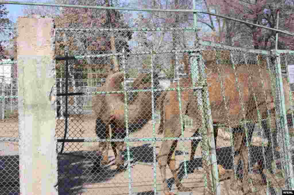 “Ошиқон”-и ҳайвонот #28