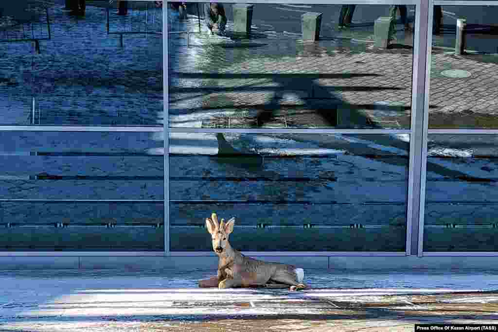 A wounded deer outside Kazan International Airport in Russia&rsquo;s Tatarstan region on April 7. It is not clear how the animal was hurt. The deer reportedly was later taken to a rehabilitation center.