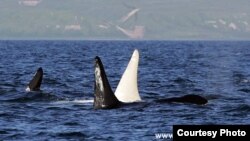 Pod with white orca, or killer whale, nicknamed "Iceberg" by Far East Russia Orca Project researchers who sighted him in waters off Kamchatka (FEROP photo by E.Lazareva)