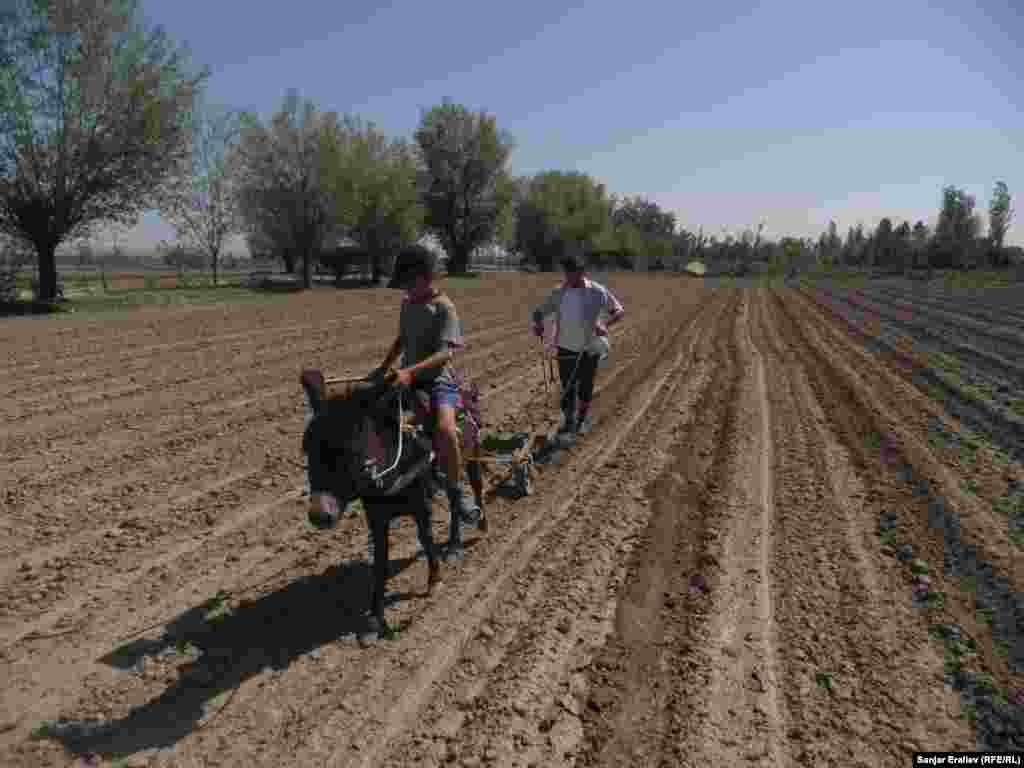 Жазгы талаа иштери күчөп, айрым аймактарда трактор жетишсиздигинен дыйкандар эшекке кошулган соко менен жер айдоого аргасыз.