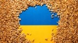 FILE PHOTO: llustration shows Ukrainian flag and grain