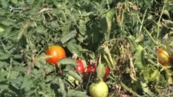 Goranboylu fermer: 'Biz pomidoru 20 qəpiyə satmağa məcburuq, Bakıdasa 1 manatdı'