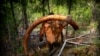 Mammoth Hunters Probe Permafrost For 'Ethical Ivory'