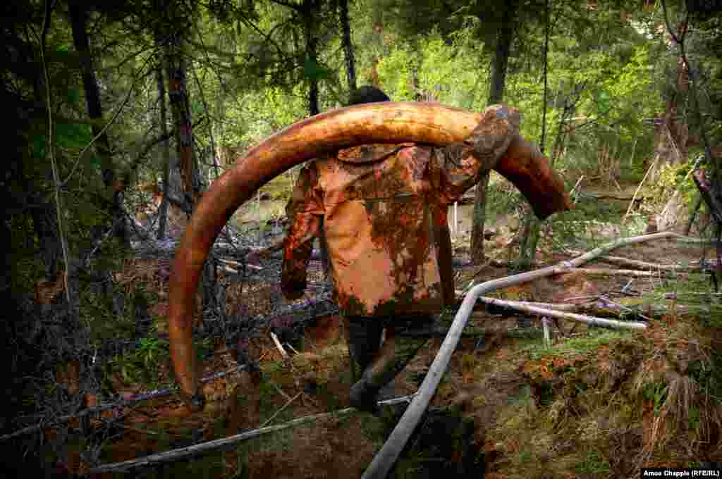 &quot;The success of my trip depended on getting a picture of a tusk, so most days I was hiking between the mining sites, trying to pick up the latest news from the men. Finally, I heard a tusk had just been found and was being extracted. I ran through the forest toward this tunnel where two tuskers worked. I crawled a little way in and could hear voices echoing down the tunnel, then I saw the headlamps and this beautiful tusk being slithered through the mud toward the light. The men wiped it clean it with grass. Then, as they carried it toward their boat I was running around them shooting as much as I could. I was very lucky to see it -- between it coming out of the ground and being whisked away by boat, only about 20 minutes passed. I&#39;ll never forget the moment, the tusk was so well preserved you could smell the mammoth.&quot; -- the author, Amos Chapple, describing his experiences photographing men illegally extracting mammoth tusks from Siberia&#39;s permafrost.