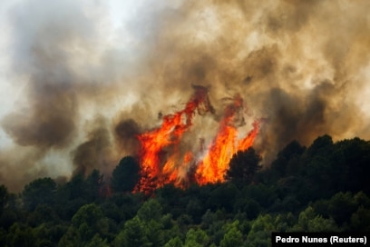 Pemë duke u djegur në një zonë pyjore në Artana të Spanjës më 29 korrik 2026. 