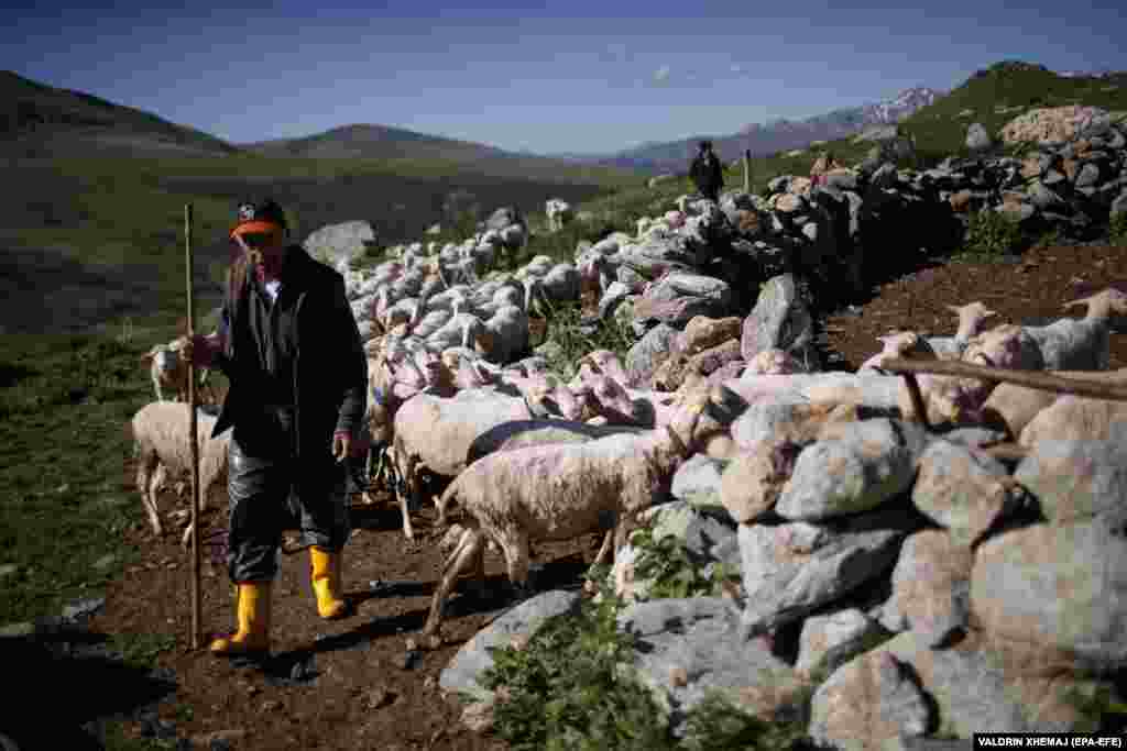 Bajram Balje with his flock after grazing.