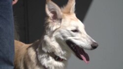 Бизнес-план: «детский сад» для собак и кошек