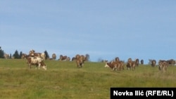 Zlatibor