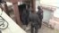Так задерживали Любовь Соболь
