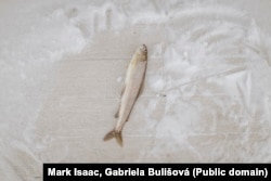 Погибшая рыба