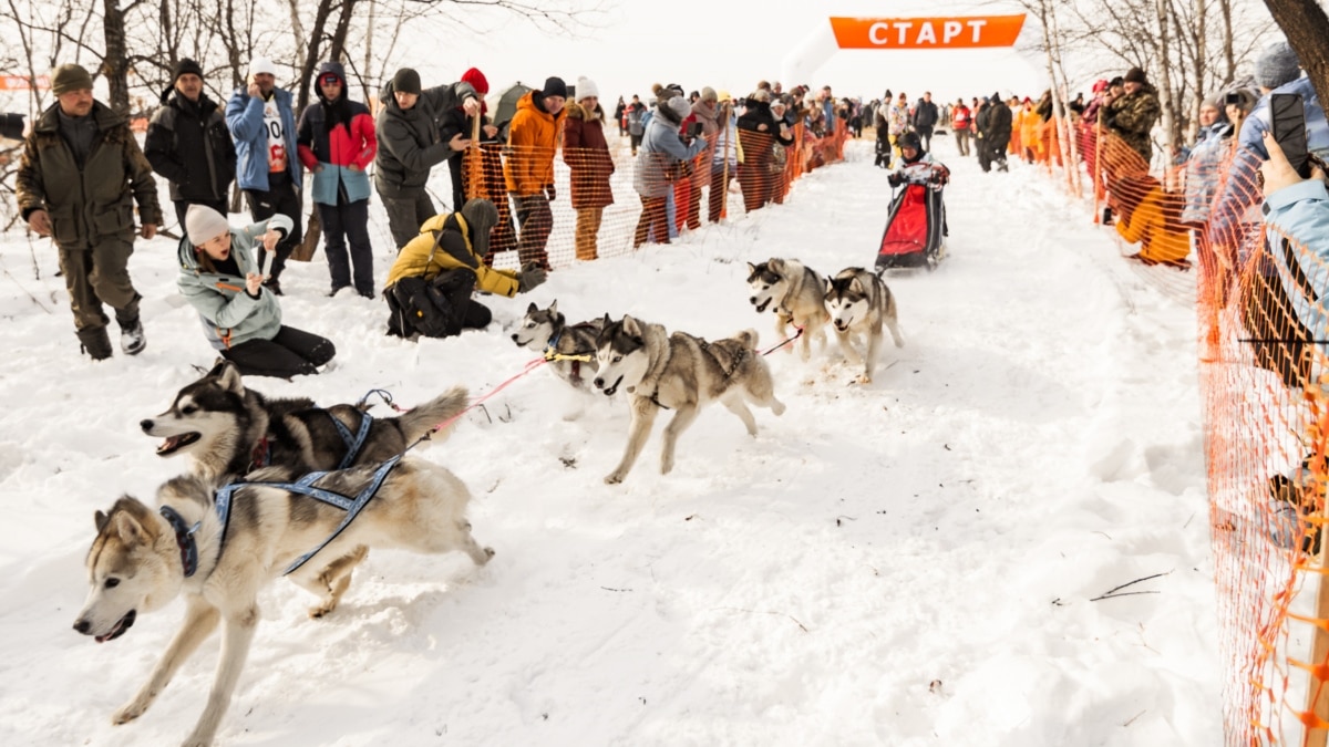 Каюры, нарты, ездовые собаки и прочая северная экзотика в Казахстане