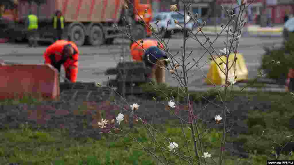 На площі імені Куйбишева починає квітнути біла магнолія