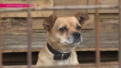 Кыргызстан жестоко борется с бродячими собаками