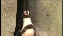 Депрессивных британских пингвинов посадили на таблетки