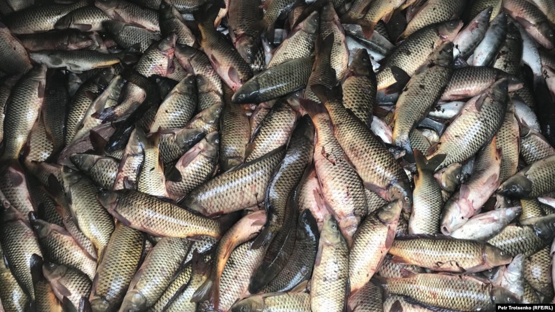 Суық секс видео