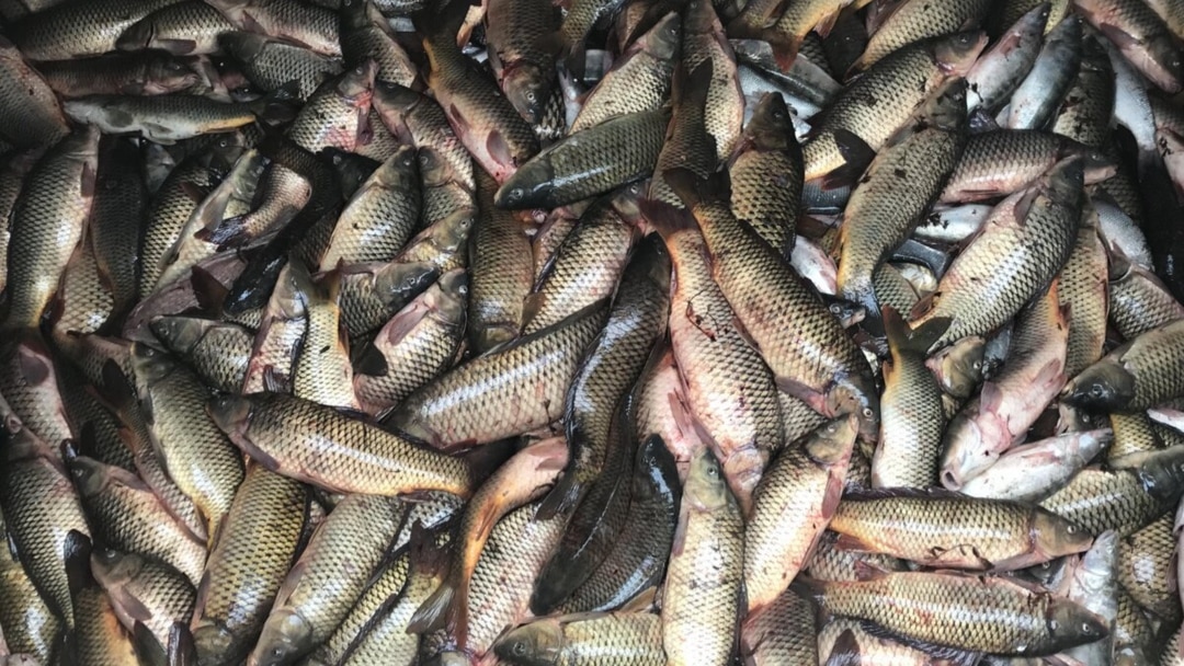 «Университет» сериалының актерлері қатысқан порно