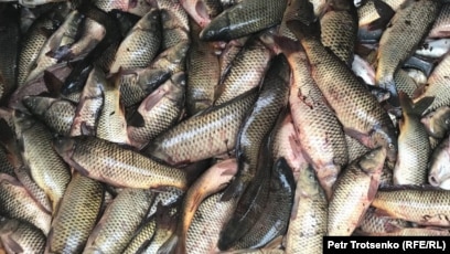 Сысоеваның порносы