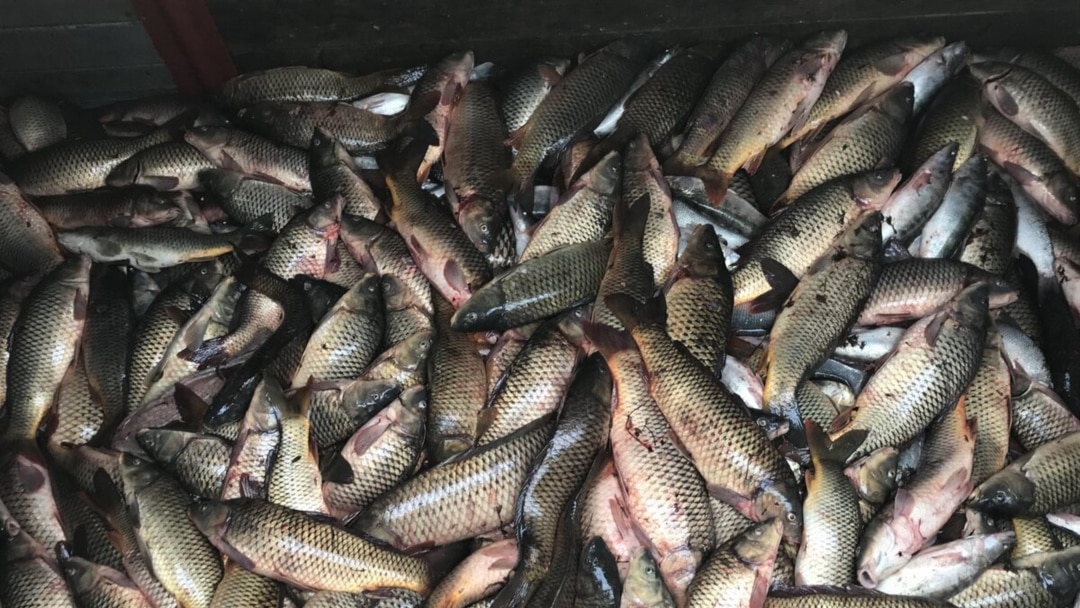 Колготки мен іш киімдегі кемпірмен порно секс