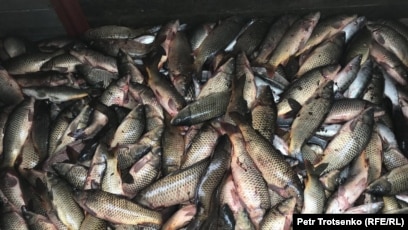 Жетілген орыс әйелі жеке бейне