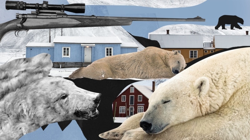 მეცნიერები დავობენ, შეიძლება თუ არა თეთრი დათვების ხოცვა