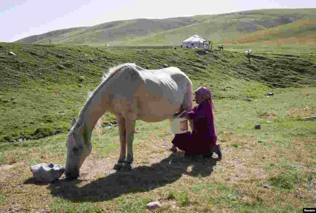 Dzhamilya Boribayeva milks a horse.