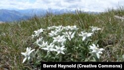 Floarea alpină Edelweiss