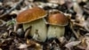 Госдума ввела уголовную ответственность за сбор грибов