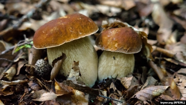 Баравікі, ілюстрацыйнае фота