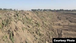 Казылган кызылча талаасы. 17-сентябрь, 2017-жыл