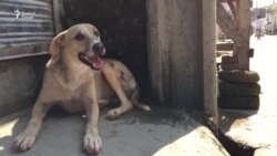 Сагҳои бесарпаноҳи Пешавар ҳомие пайдо карданд.