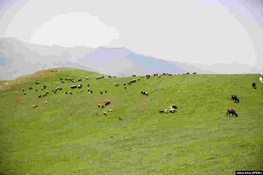 "Qanlı körpü" yanında heyvanların otlaq yeri.