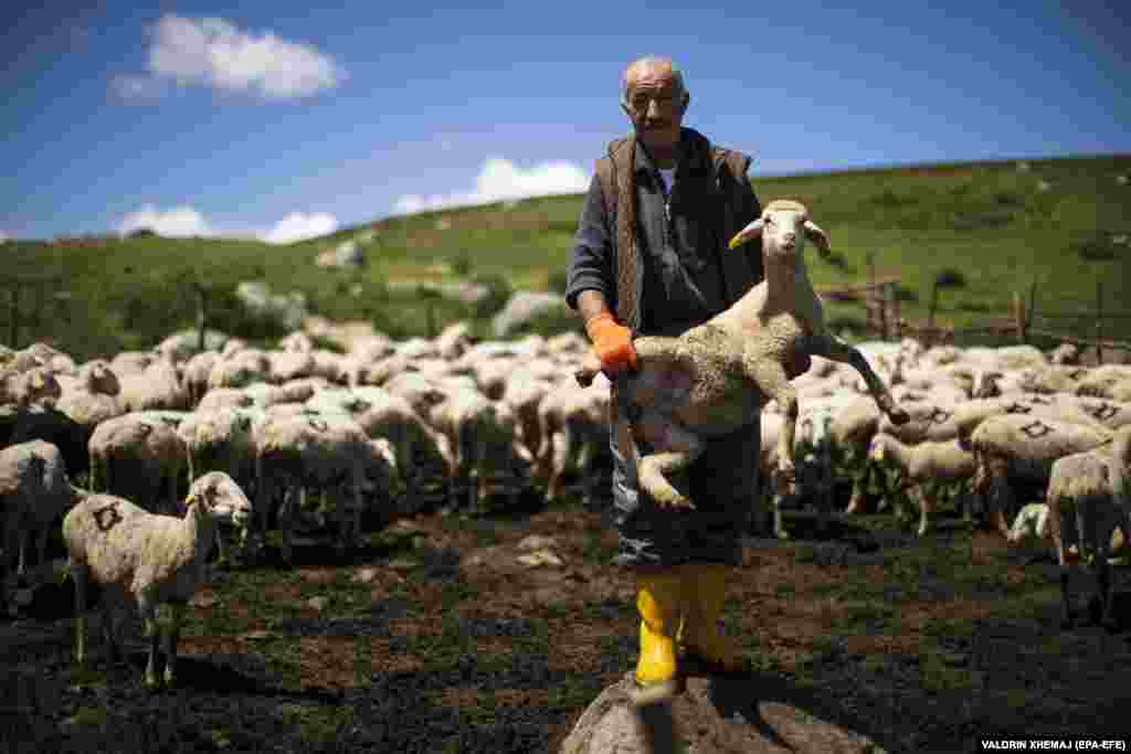 Shepherd Bajram Balje tends to one of his flock.