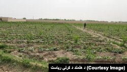 ارشیف؛ د هلمند باغونه