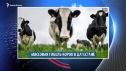 Видеоновости Кавказа 30 января
