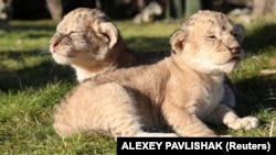 Two cubs bask in the sunshine at a lion park in Bilohirsk, Ukraine, in 2021 (file photo)