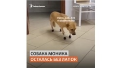 Сибирские ветеринары спасли собаку и сделали ей уникальные протезы