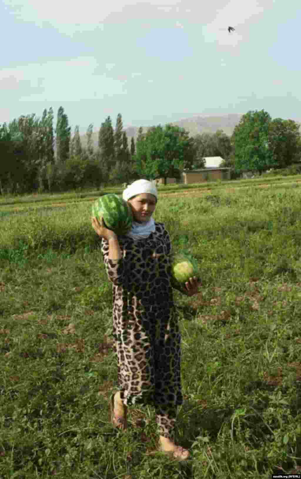 Бу йил тарвуз сероб бўлди