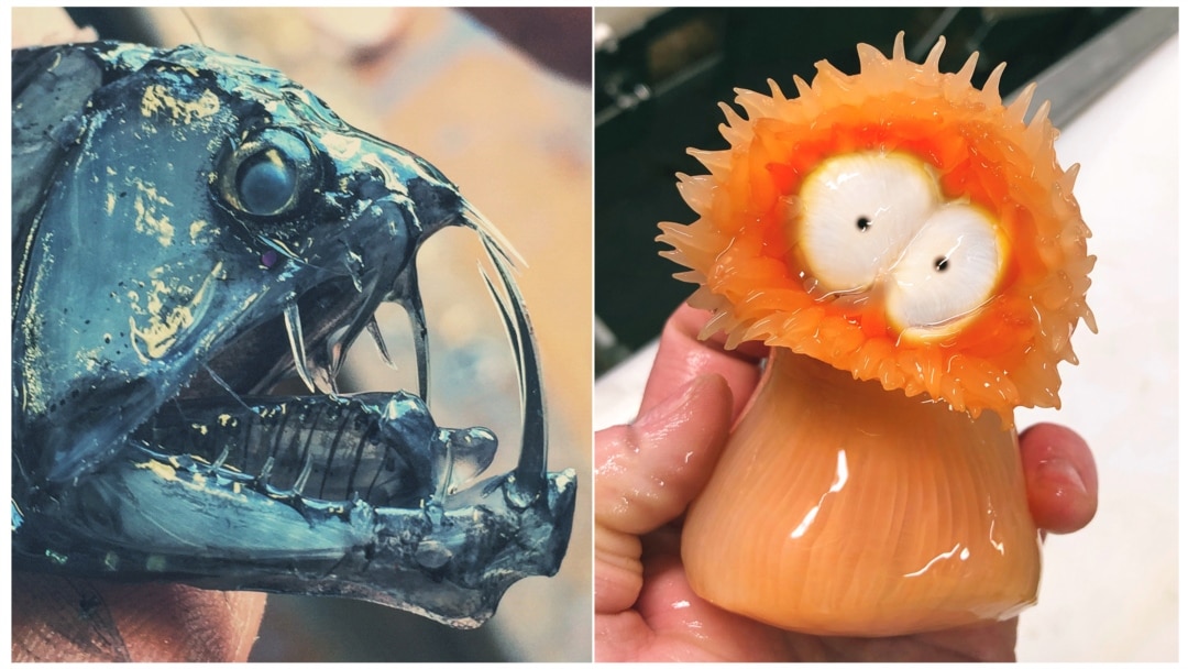 Russia's Deep-Sea Monster Catcher